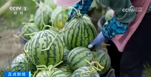 网红大瓜博雅吃瓜视频最全观看