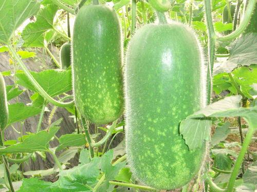 怀仁网红大瓜最新消息 独家爆料官网,最新爆料官网深度解析